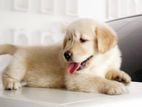 Golden Retriever Puppies