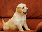 Golden Retriever Puppies