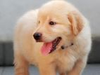 Golden Retriever Puppies