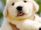 Golden Retriever Puppies