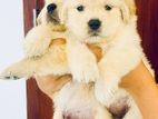 Golden Retriver Puppies