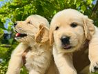 Golden retriever puppies for sale