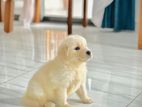 Golden Retriever Puppies
