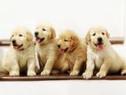 Golden Retriever Puppies