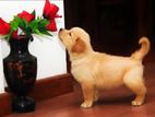 Golden Retriever Puppies