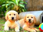 Golden Retriever Puppies
