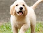 Golden Retriever Puppies