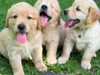 Golden Retriever Puppies