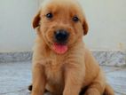 Golden Retriever Puppies