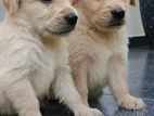 Golden Retriever Puppies