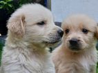 Golden Retriever Puppies