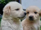 Golden Retriever Puppies