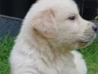 Golden Retriever Puppies