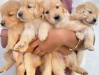 Golden Retriever Puppies
