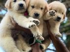 Golden Retriever Puppies