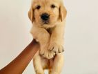 Golden Retriever Puppies