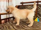 Golden Retriever Puppies