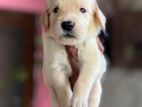 Golden Retriever Puppies