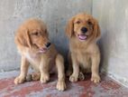 Golden Retriever Puppies