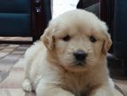Golden Retriever Puppies