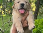 Golden Retriever Puppies