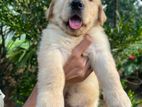 Golden Retriever Puppies