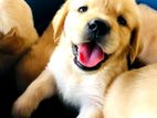Golden Retriever Puppies