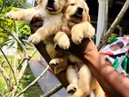 Golden Retriever Puppies