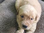 Golden Retriever Puppies