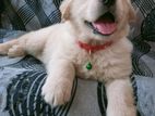 Golden Retriever Puppies