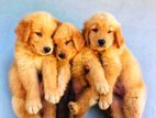 Golden Retriever Puppies
