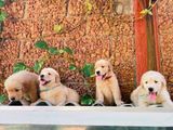 Golden Retriever Puppies