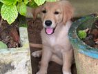 Golden Retriever Puppies