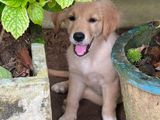Golden Retriever Puppies