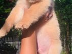 Golden Retriever Puppies