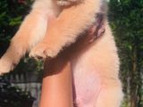 Golden Retriever Puppies