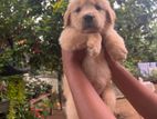 Golden Retriever Puppies