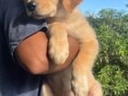 Golden Retriever Puppies