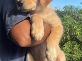 Golden Retriever Puppies