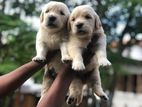 Golden Retriever Puppies