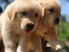 Golden Retriever Puppies
