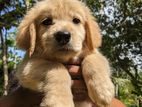Golden Retriever Puppies