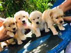 Golden Retriever Puppies