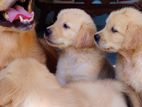 Golden Retriever Puppies