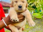 Golden Retriever Puppies