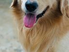 Golden Retriever Puppies