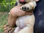 Golden Retriever Puppies