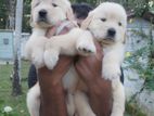 Golden Retriever puppies