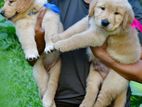 Golden Retriever Puppies