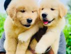 Golden Retriever Puppies